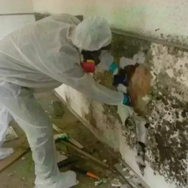 Mold Remediation and Removal in Edgewood, NM